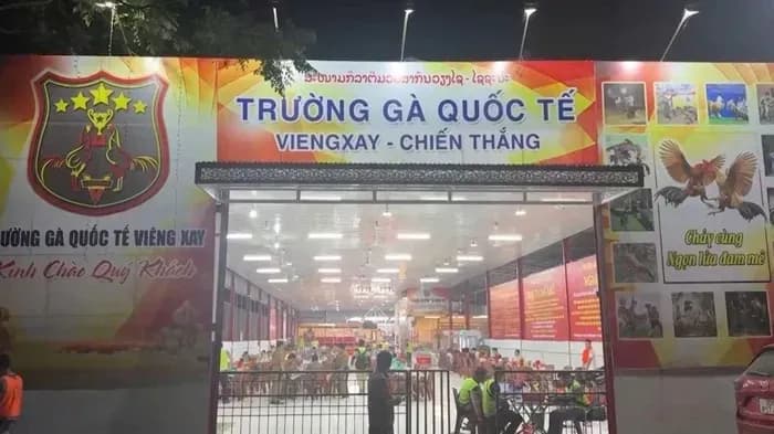 Vietnam Dismantles International Cockfighting Ring, Two hundred and five Suspects Arrested
