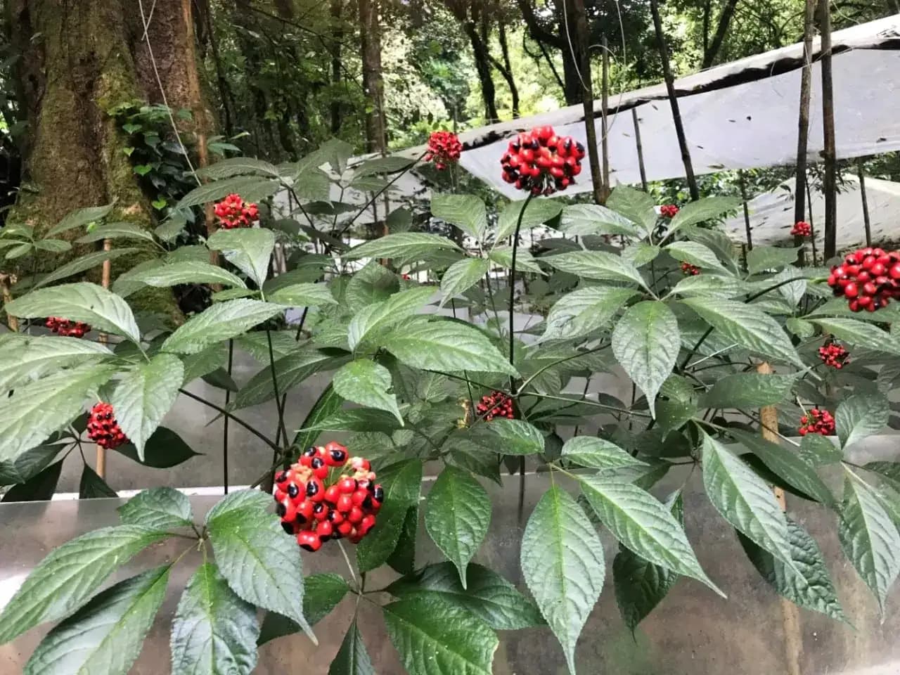 Tri thức dân gian sâm Ngọc Linh thành di sản quốc gia