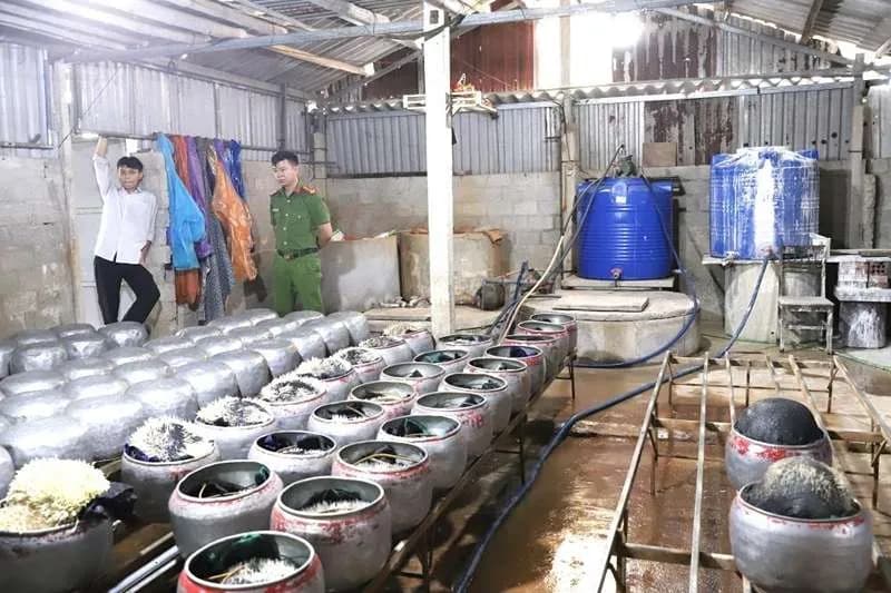 Việt Nam: Phát hiện cơ sở sử dụng chất cấm sản xuất nửa tấn giá đỗ