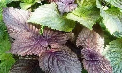 Lợi ích sức khỏe từ lá tía tô